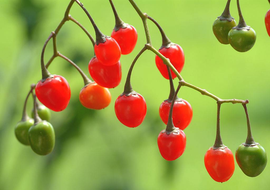 bitter nightshade plant with red and green berries