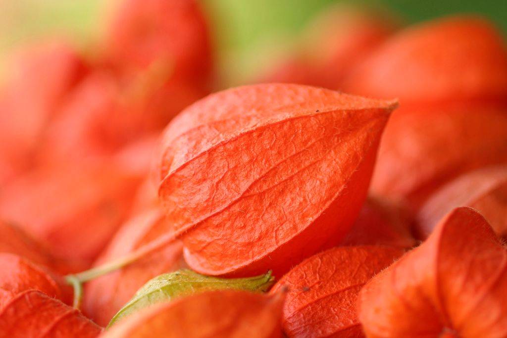 chinese lanterns blooming