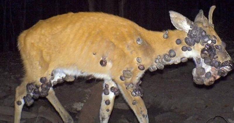 sick deer with growths