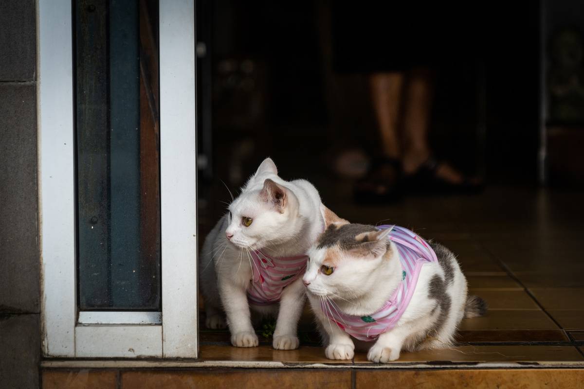 Domesticated house cats are seen watch street cats get food...
