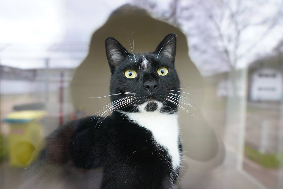 Escape with pet - Animal shelter Kiel mediates care