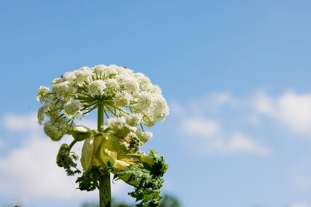 giant hogweed blooming outside