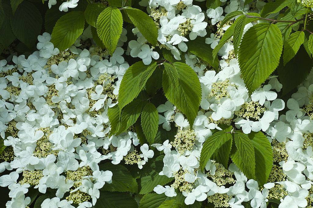 White lacecap hydrangea in a garden in County Cork, Ireland