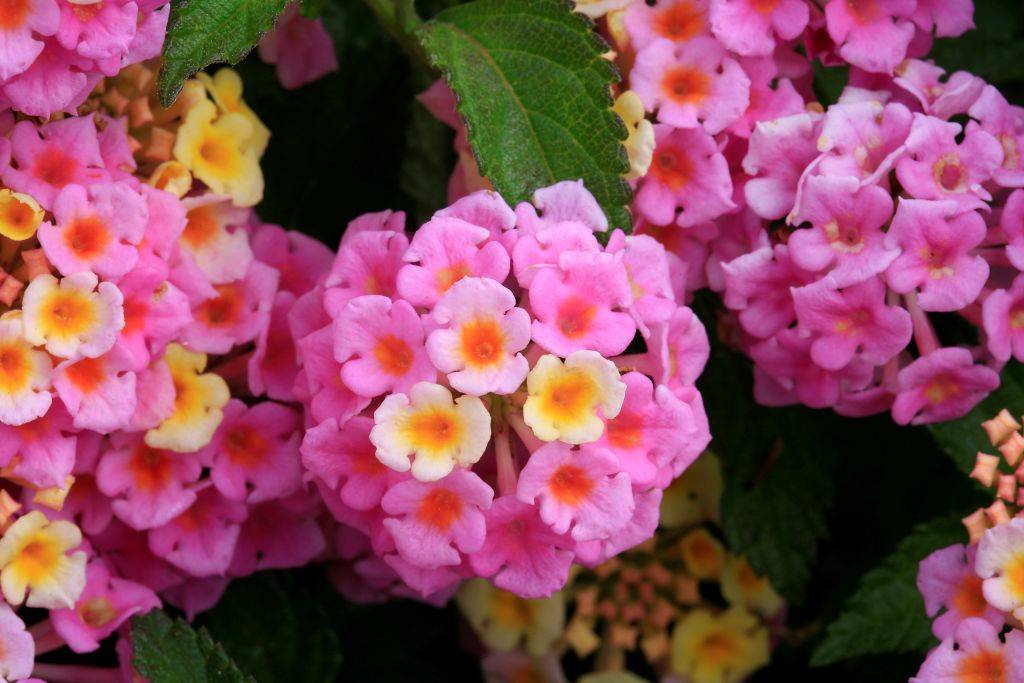 Lantana camara 