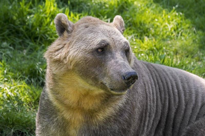 Polar bear - brown bear hybrid / polar bear-grizzly bear hybrid also called grolar bear / pizzly bear / nanulak, rare ursid hybrid.