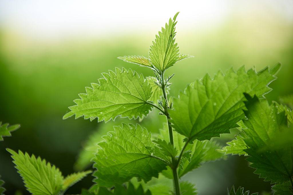 stinging nettle leaves in a woodland
