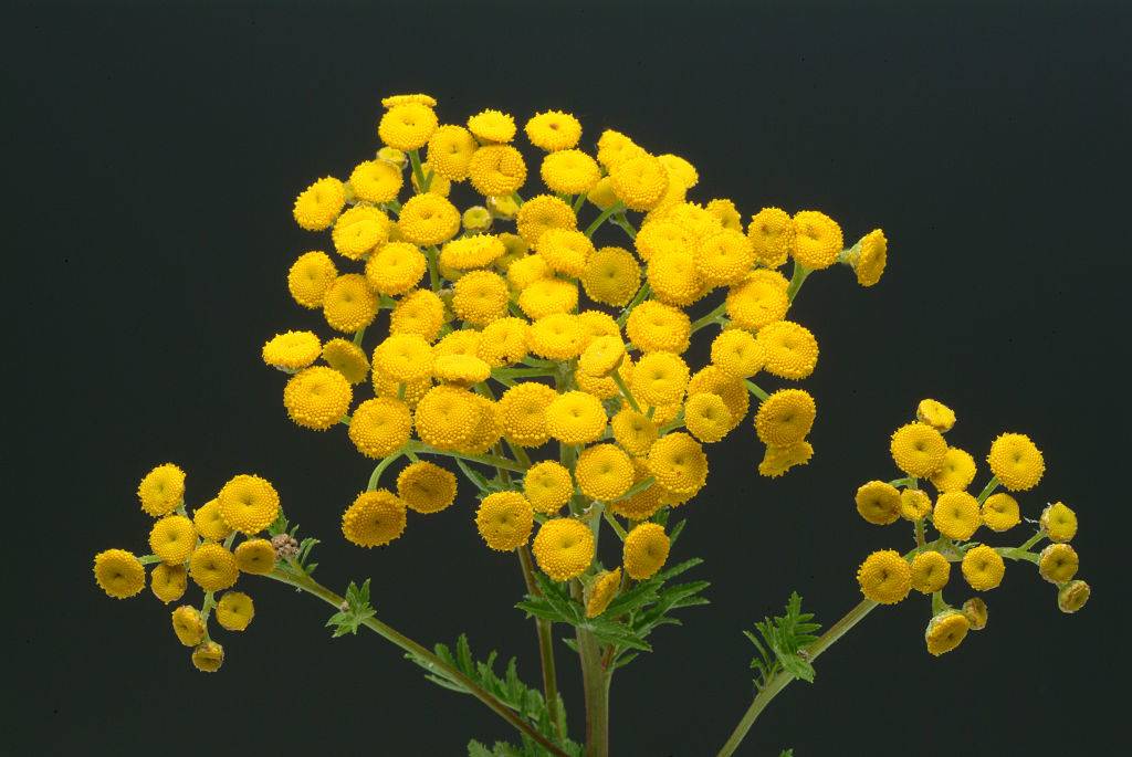 tansy plant with yellow flowers