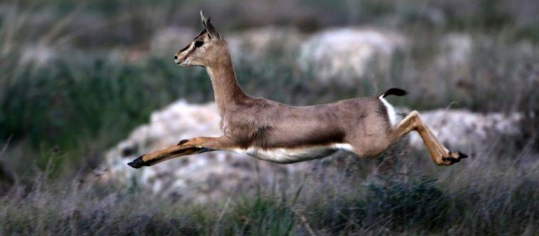 Gazelle running in the grass