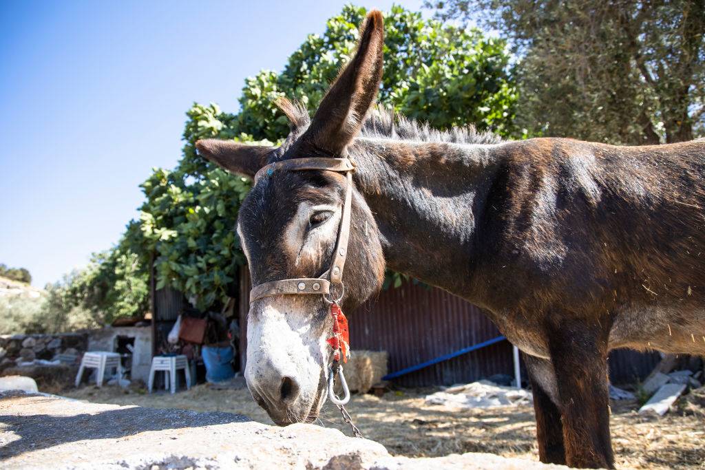 Mule looking at camera
