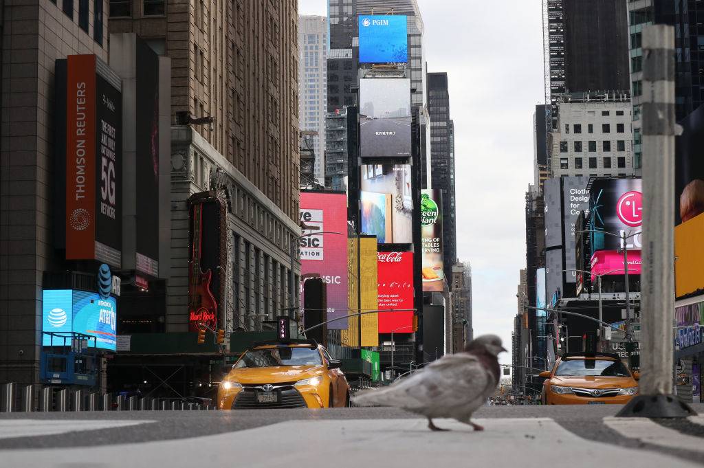 New York City pigeon 