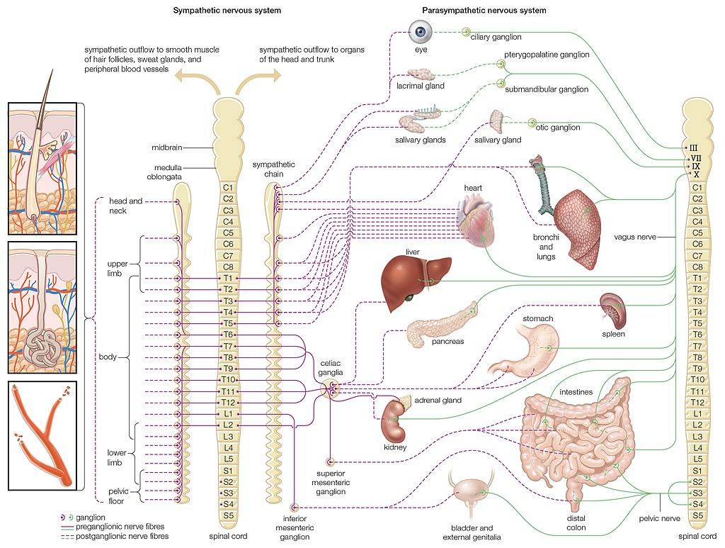 Diagram Of The Autonomic Nervous System, Showing Distribution Of Sympathetic And Parasympathetic Nerves To The Human Body. (Photo