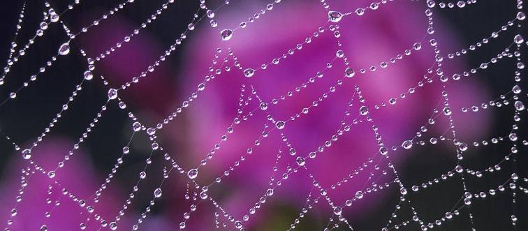 Spider web with water droplets