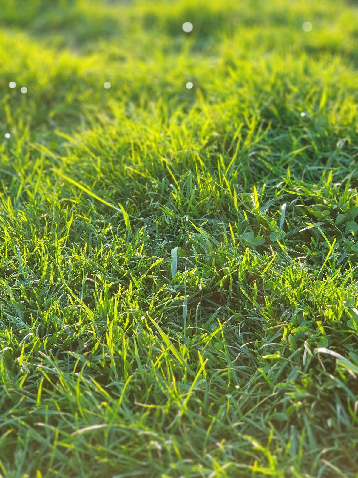 Close-up of grass