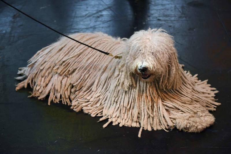 A Komondor dog is pictured on the second day of the Crufts dog show at the National Exhibition Centre in Birmingham, central England, on March 6, 2015. Crufts is one of the largest dog events in the the world, with thousands of dogs competing for the coveted title of 'Best in Show'. Founded in 1891 by the late Charles Cruft, today the four-day show attracts entrants from around the world. AFP PHOTO / OLI SCARFF