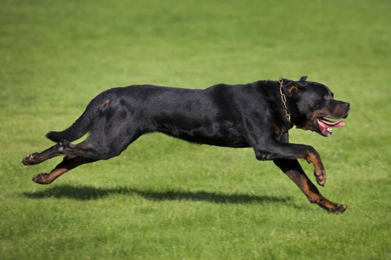 Rottweiler (Canis lupus familiaris) running in garden.