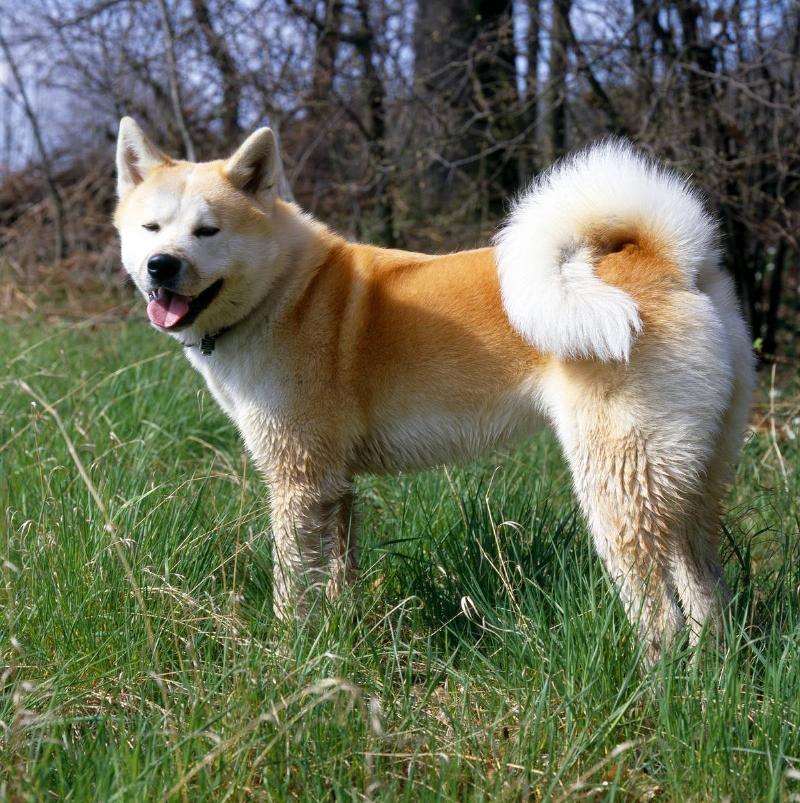 (GERMANY OUT) Akita Inu dog - 2008