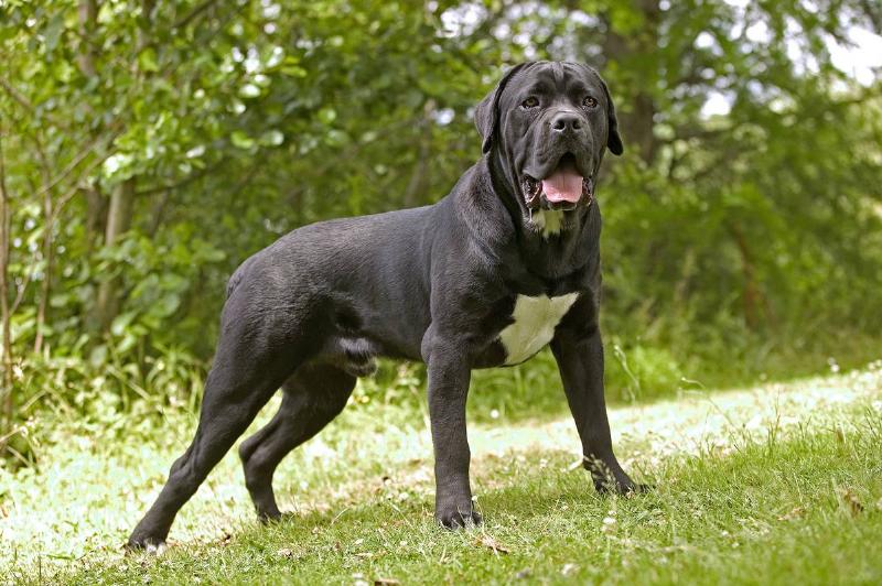 Cane corso dog, Canis familiaris, standing on grass outdoors. The ancestors of this breed were the mastino dogs of Tibet, dating back 1000 years. 