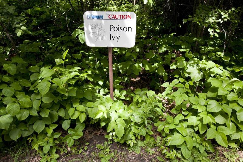 Caution Sign - Poisin Ivy