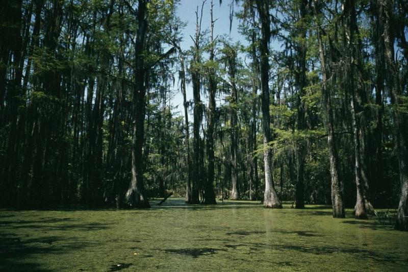 Life On The Bayou