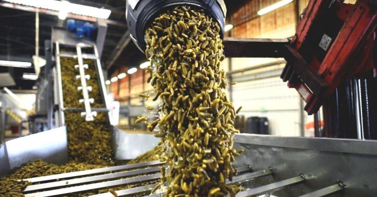 pickles being poured out of a machine