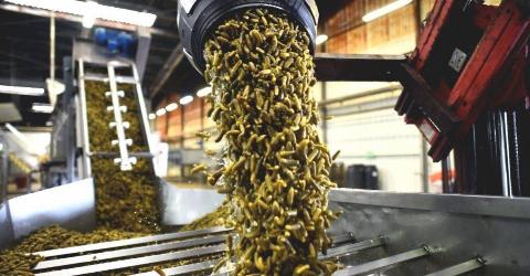 pickles being poured out of a machine