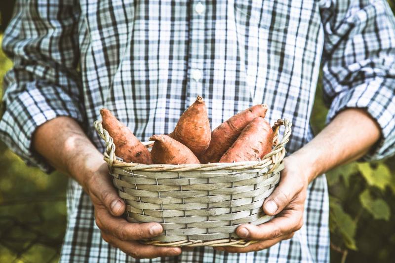sweet-potatoes-2021-08-26-16-27-29-utc