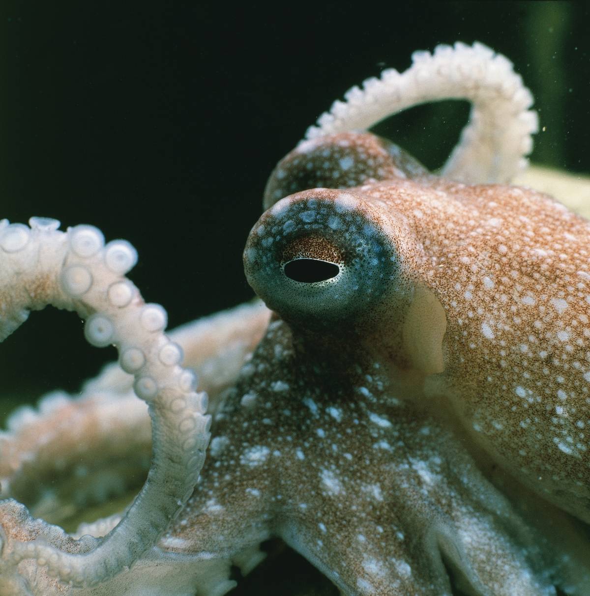 GettyImages-154726926