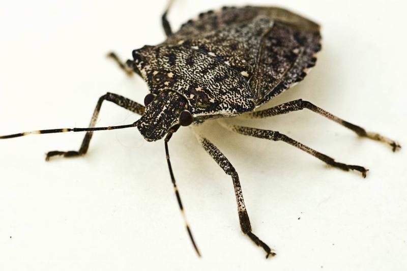 Doug Inkley has collected thousands of stinkbugs in and around his home