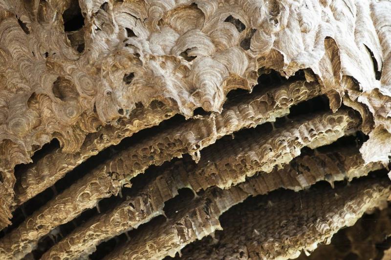 old-wasp-nest-southeast-asia-2022-03-09-05-10-58-utc