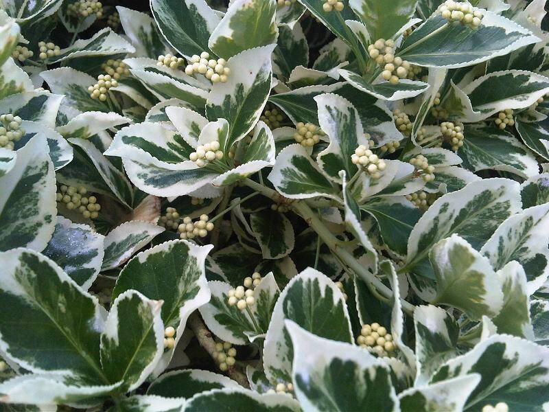 Celastrales_ Euonymus_fortunei_'Emerald_Gaiety'_-_1