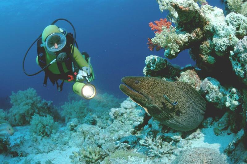 Giant moray with scuba diver, Lycodontis javanicus, Egypt, Red Sea, Hurghada
