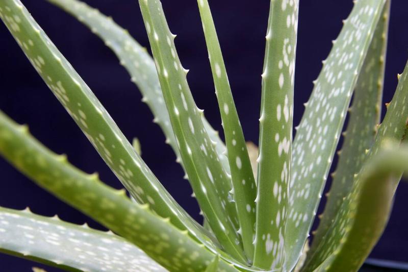 Aloe Vera Plan