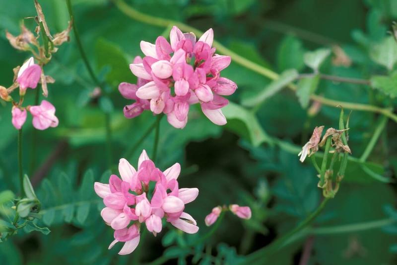 Coronilla Varia. North Italy. Italy