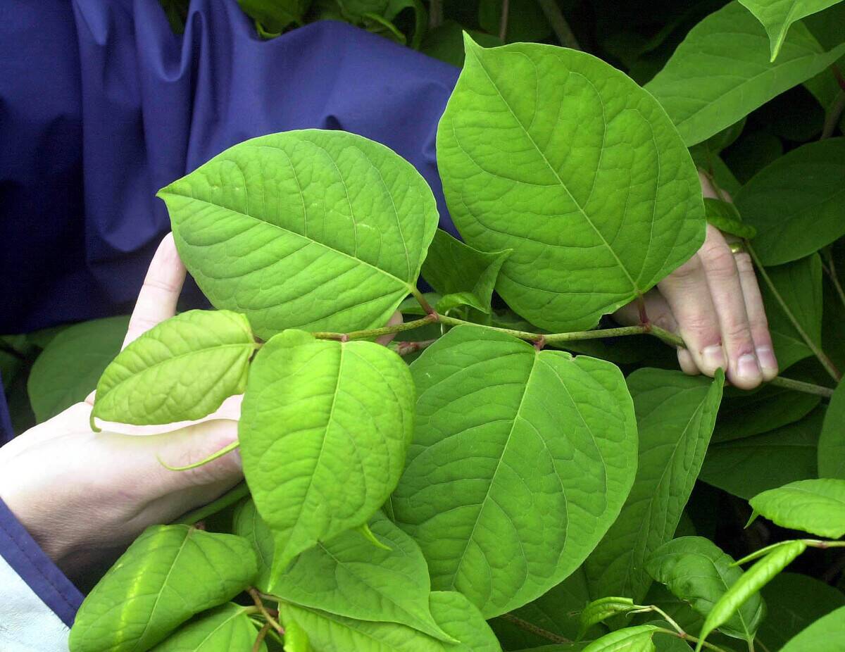 KnotWeed