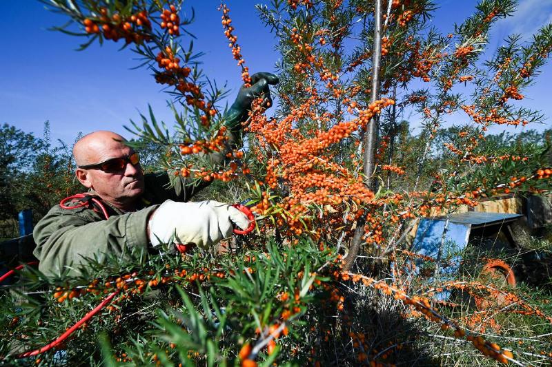 Sea buckthorn harvest in Brandenburg