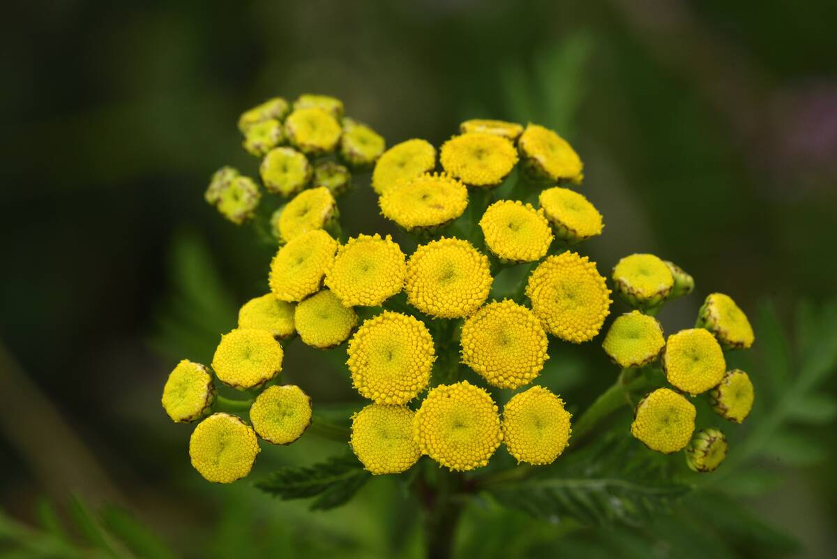 Tansy