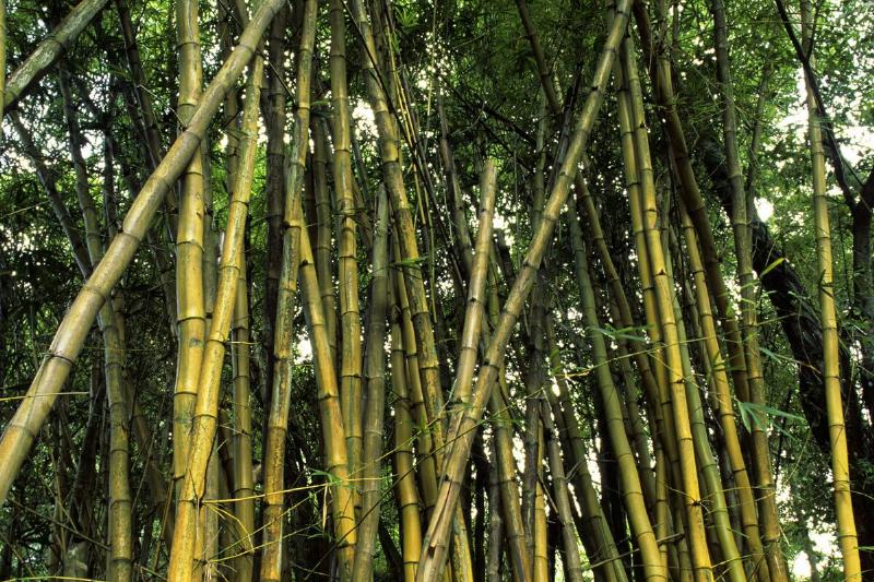USA, Hawaii, Oahu, Kaiula, Haiku Gardens, Golden Bamboo (...