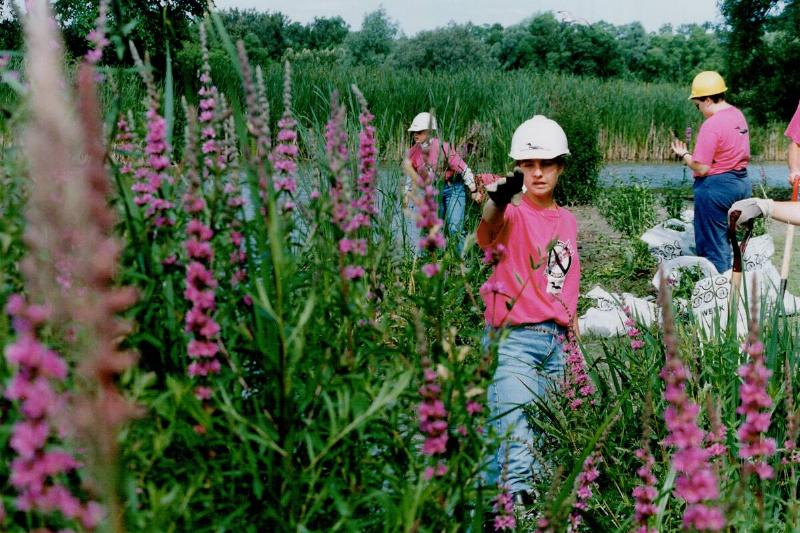Purple Flowering Loosestrife Wildflower