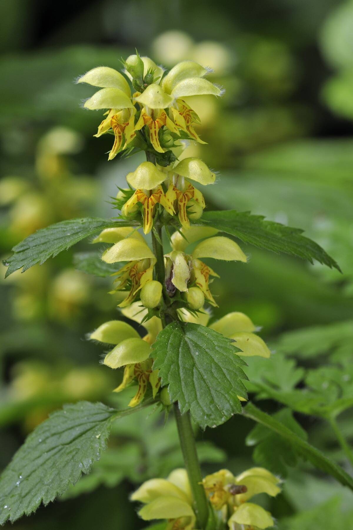 Yellow archangel