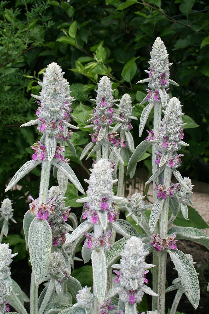 800px-0_Stachys_byzantina_ Yvoire_(2)
