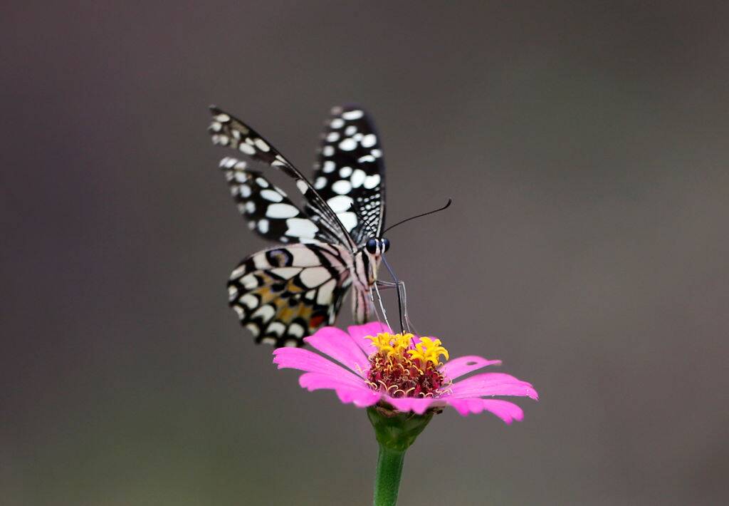 A butterfly rests on a Zinnia flower 