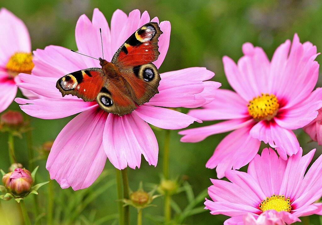 A peacock butterfly is perched on a Garden Cosmos flower