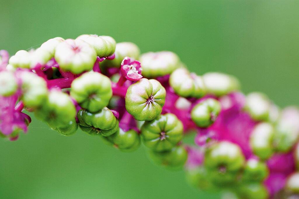 American Pokeweed