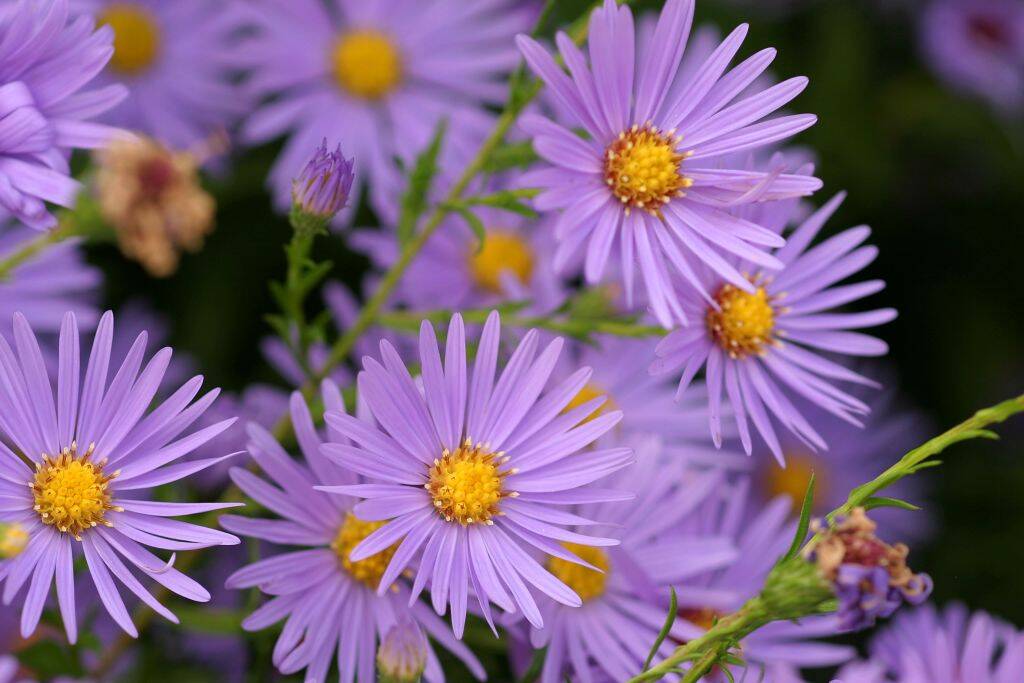 Asters 