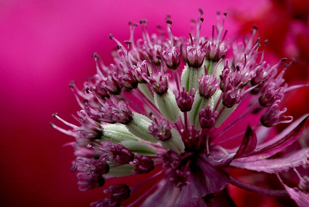 Astrantia flower 