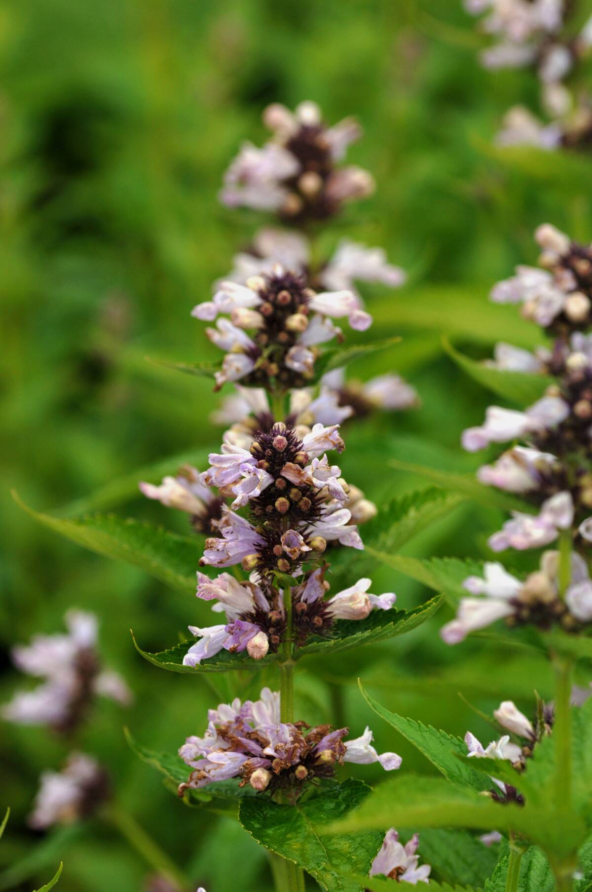 Catmint flower