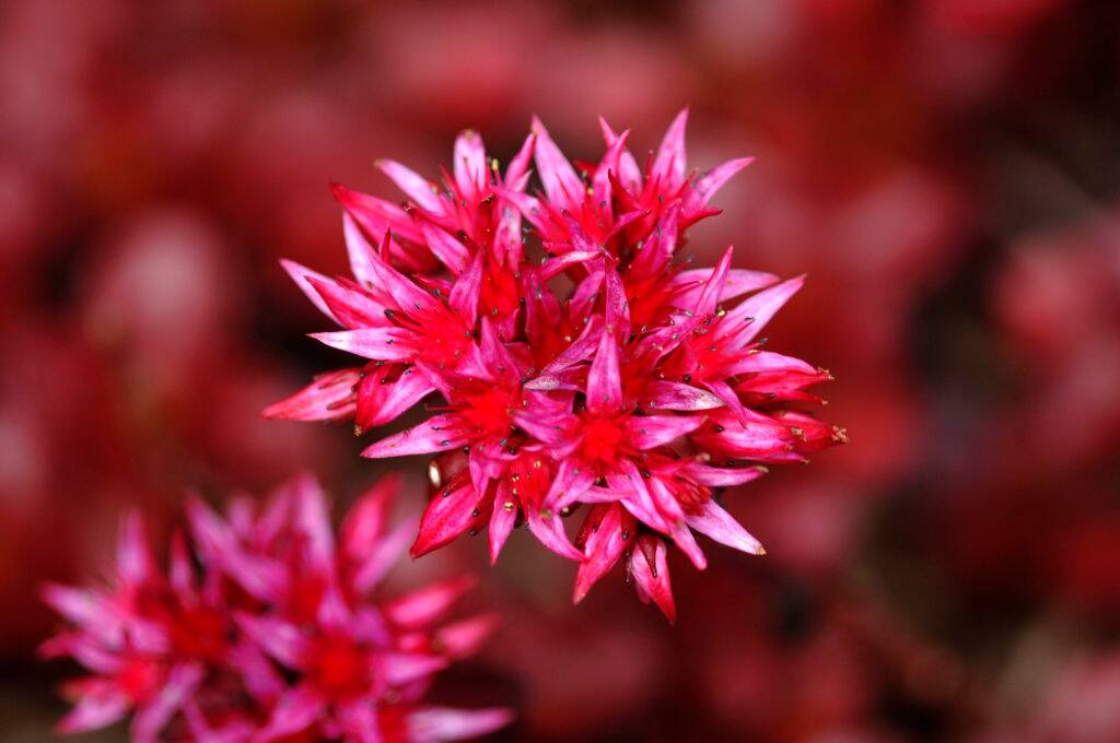 Closeup Of Perennial Sedum Flowers