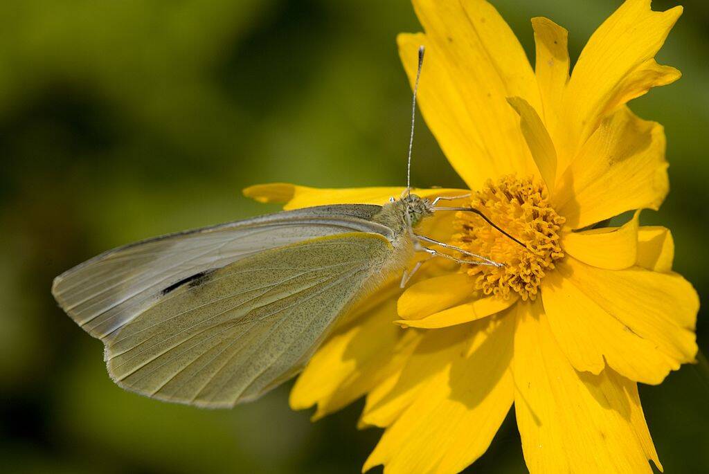 Coreopsis flower