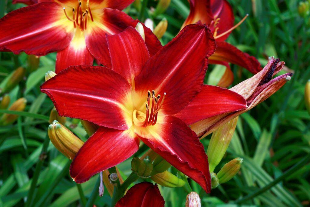 Daylily 