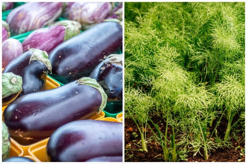 Eggplants and Fennel